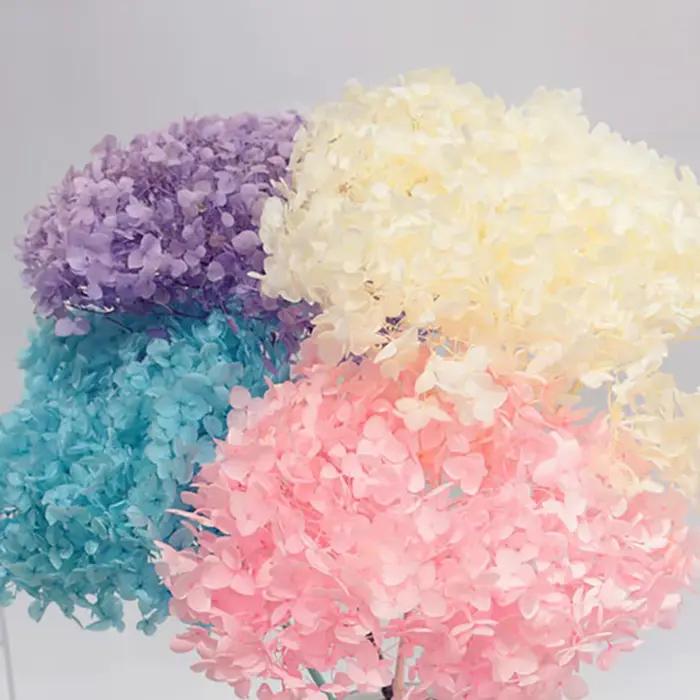 Fleurs d'hortensia séchées 20g