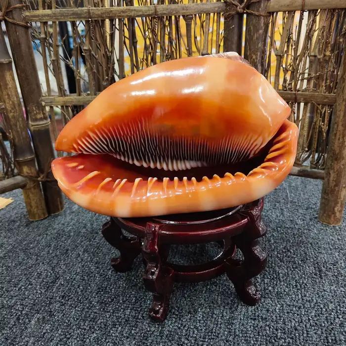 Conques et coquillages naturels pour la décoration intérieure