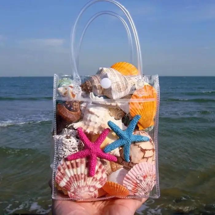 Collection de coquillages naturels - Conque