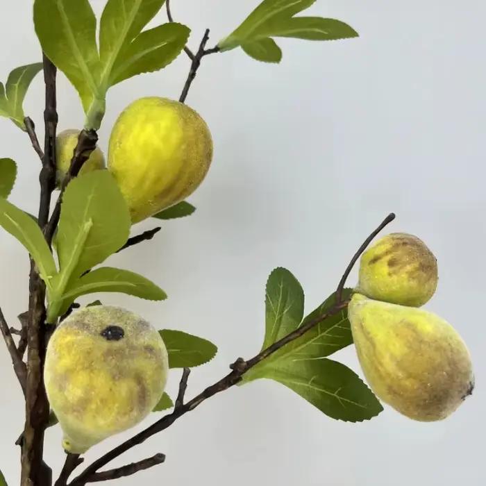 Branche de fausse figue avec fruit