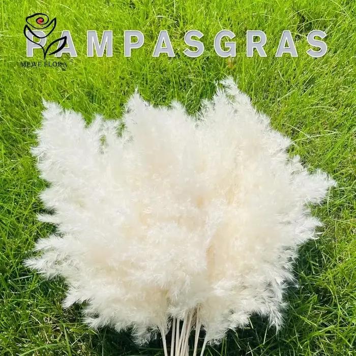 Bouquet de Pampa Blanche Naturelle vaccée