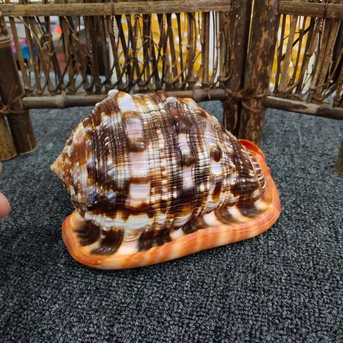 Conques et coquillages naturels pour la décoration intérieure