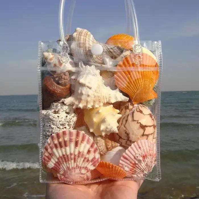 Collection de coquillages naturels - Conque