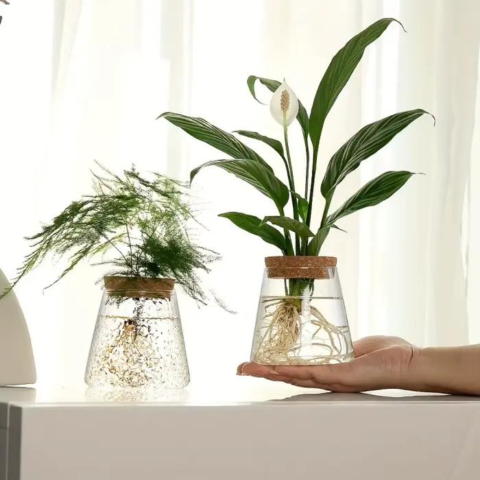 Support de plante hydroponique en verre transparent