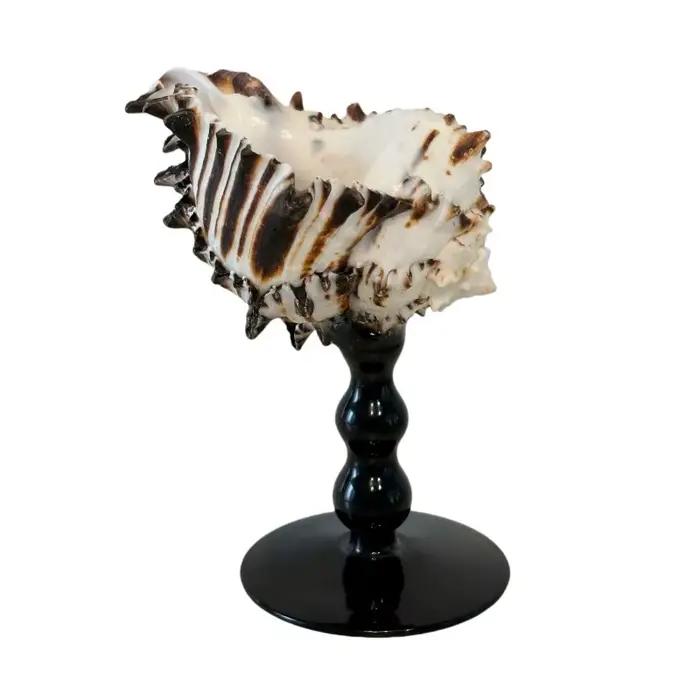 Tasse conque noire naturelle classique