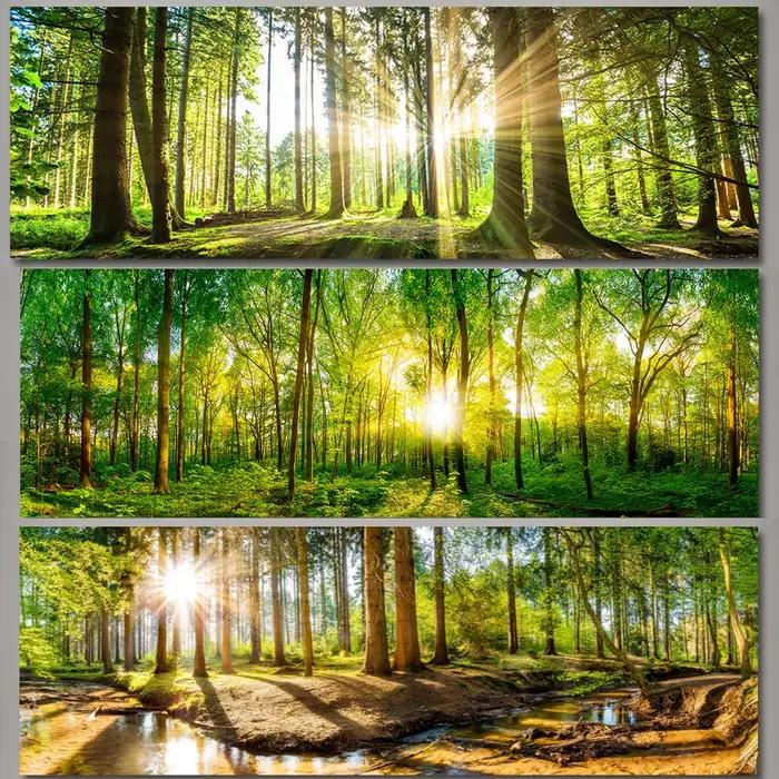 Paysage naturel forêt Panorama HD photos toile peinture mur Art lumière du soleil