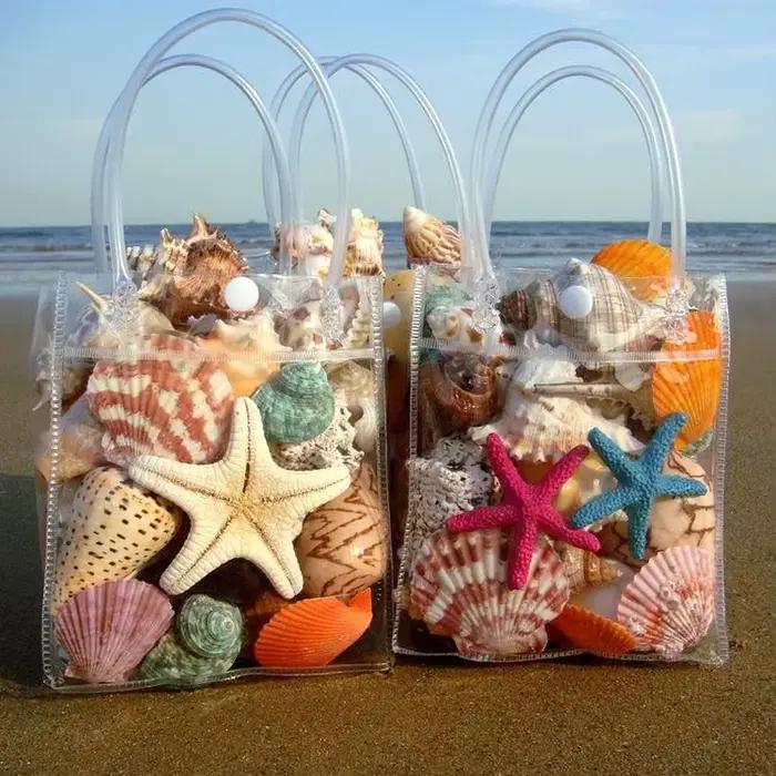 Collection de coquillages naturels - Conque