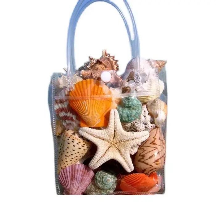 Collection de coquillages naturels - Conque
