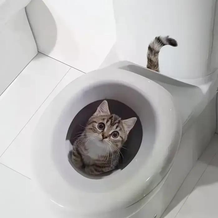 Autocollant de couvercle de toilette chat drôle, autocollant de WC étanche, amovible, auto-adhésif, décoration de maison, papier de décoration pour la maison