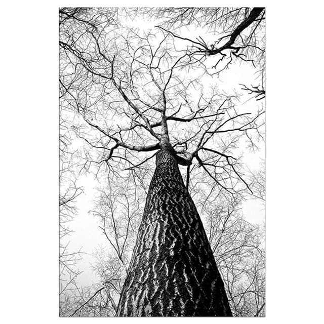 Peinture murale d'arbre d'hiver en noir et blanc, plantes, photos, affiches d'arbre de Style scandin