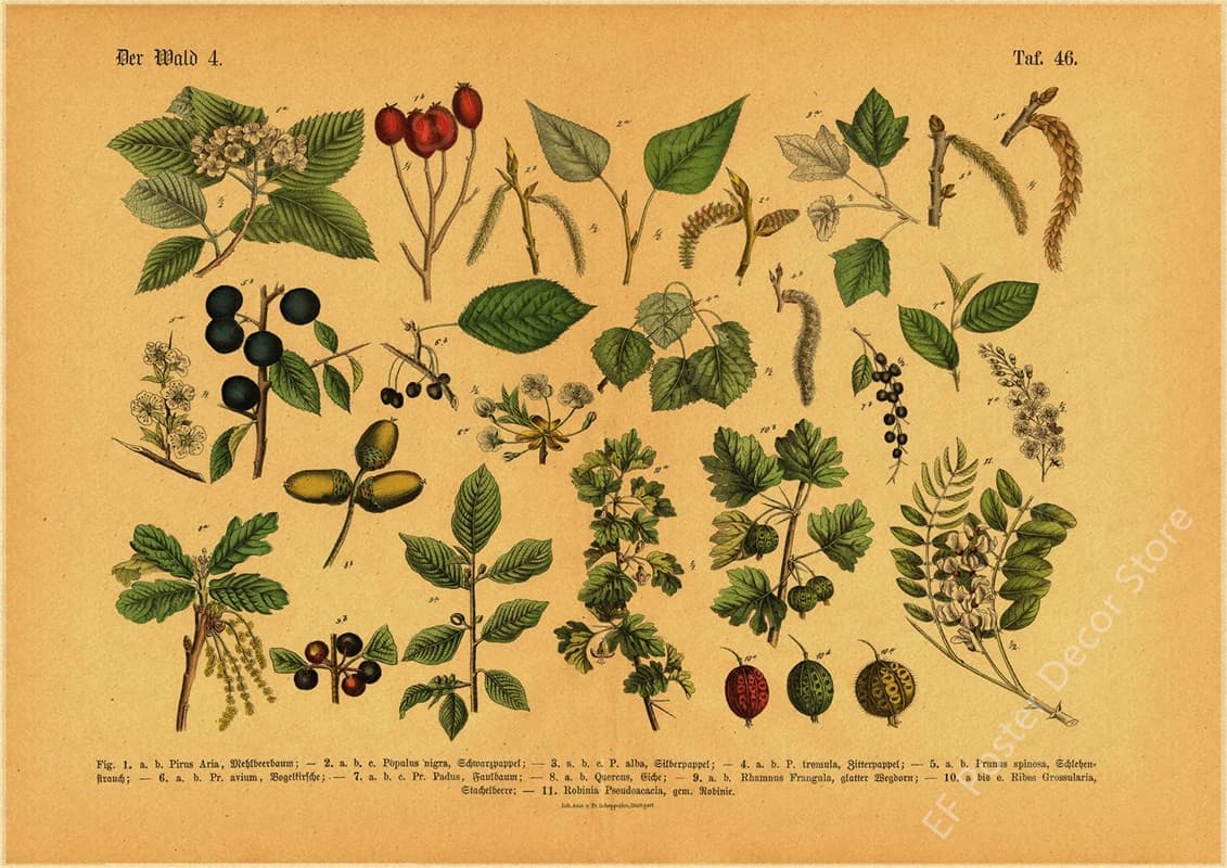 Affiche de botanique de cuisine, plantes médicinales, imprimés rétro, Illustration botanique, décor 
