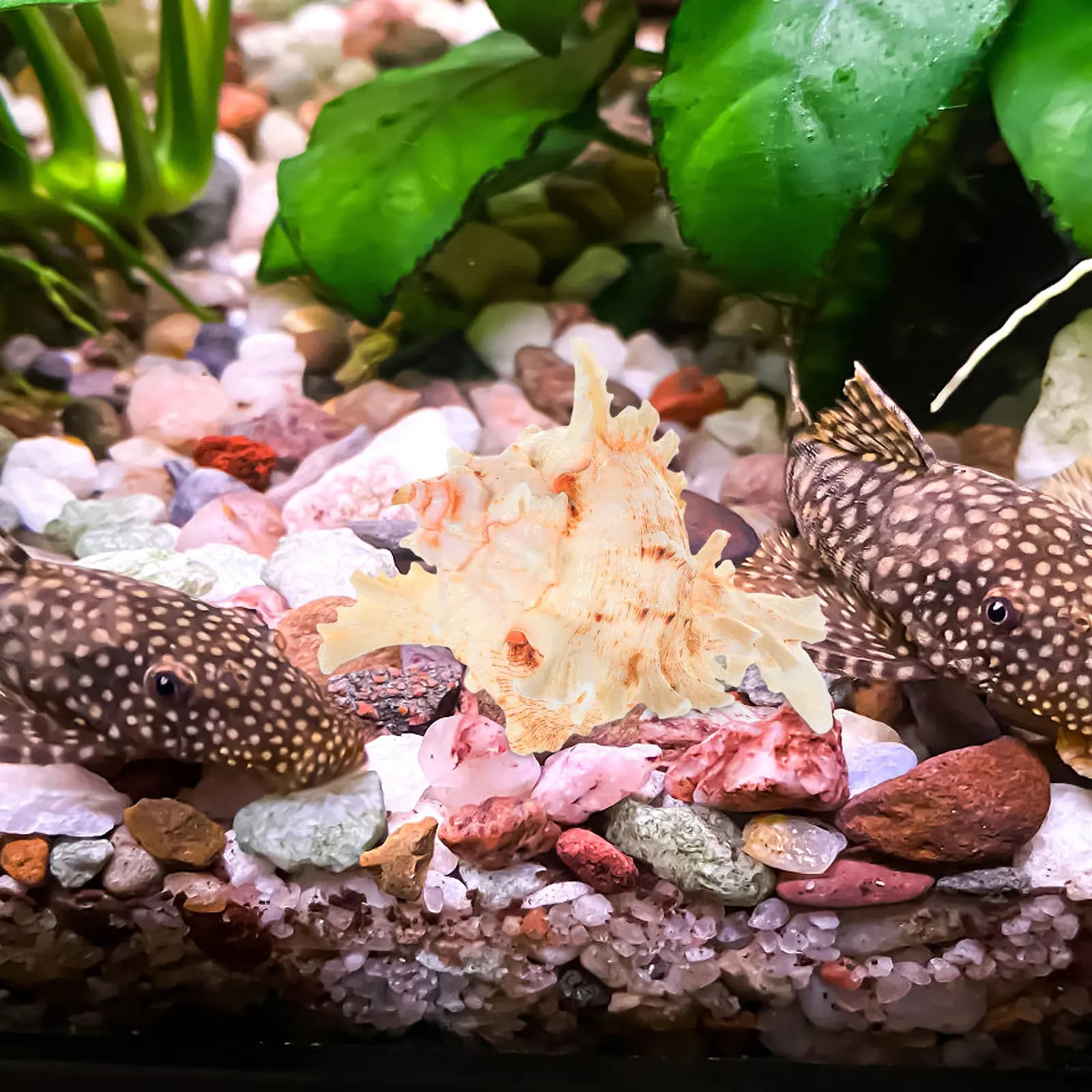 Décoration d'aquarium en conque naturelle, coquille naturelle durable pour aménagement de bassin, or