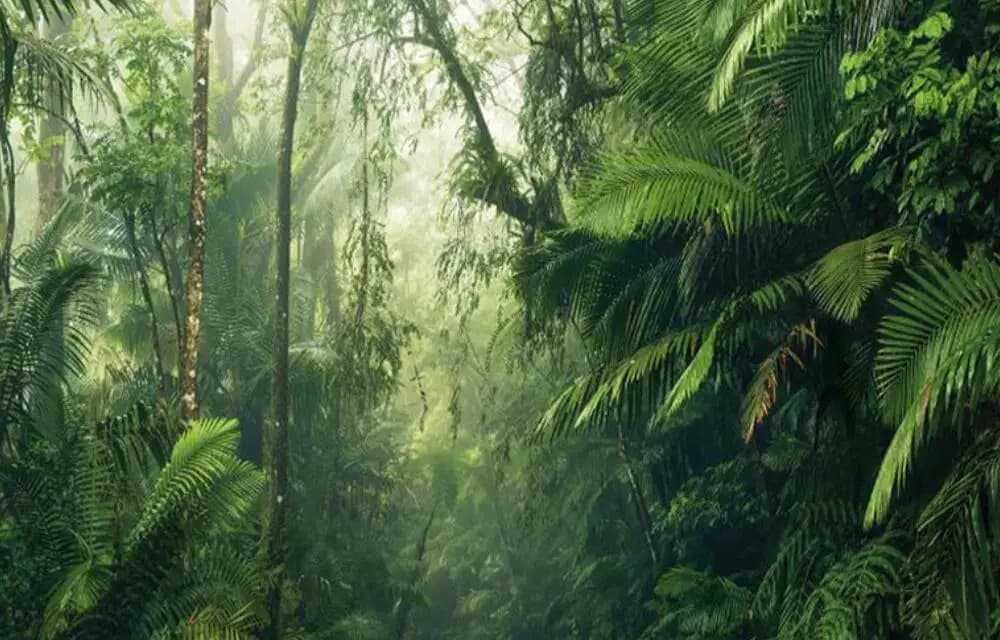 Papier peint personnalisé vintage d'Asie du Sud-Est, plantes de forêt tropicale Nanyang, hôtels, res
