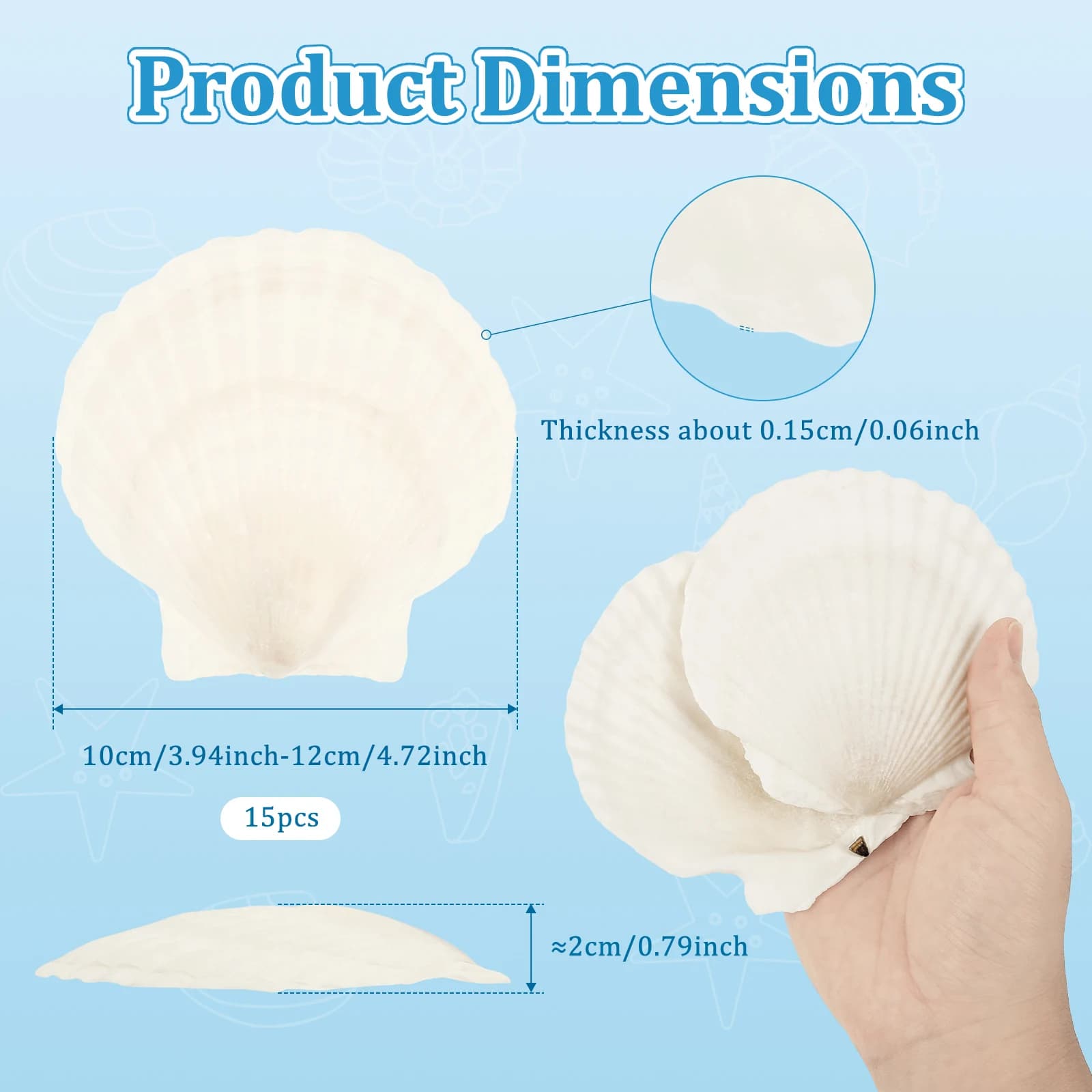 Coquilles de pétoncle blanches naturelles, pour bricolage, artisanat de pâtisserie, décor de plage, 