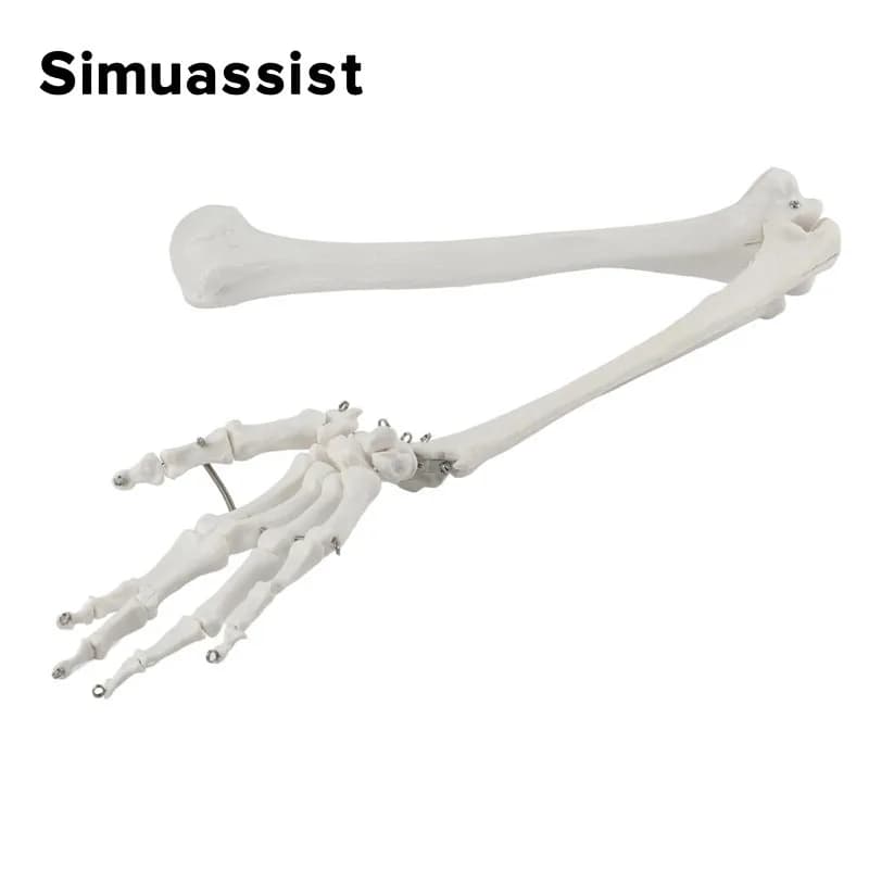 Modèle d'os de membre supérieur 1:1, scapule de main, clavicule, squelette Flexible, outil d'enseign