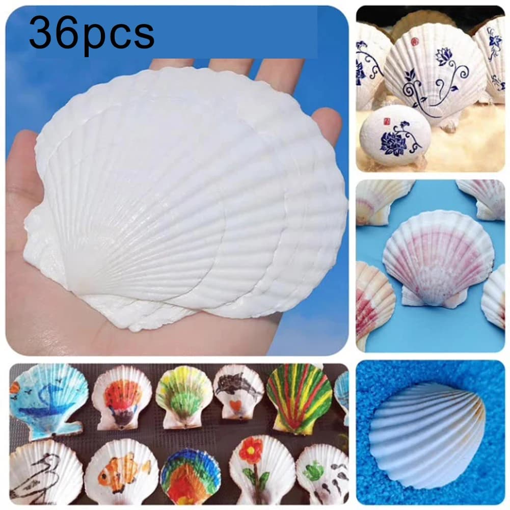 Coquilles de pétoncle blanches naturelles