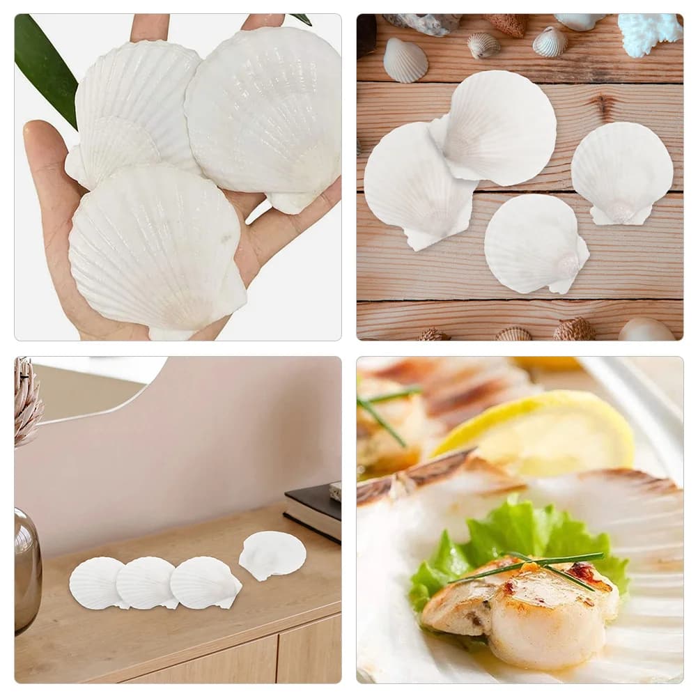 16 coquillages plats naturels