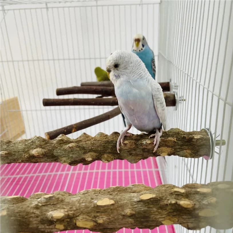 Accessoires pour oiseaux 10/15/20cm, équipement pour perroquets, fournitures pour animaux de compagnie, support de branche d'arbre en bois brut, perchoirs, jouets à mâcher, bâton