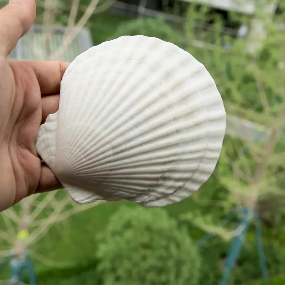 Coquilles de pétoncle blanches naturelles brillantes