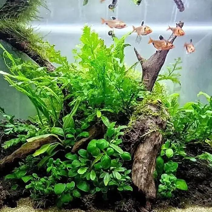 Décoration d'aquarium de tronc d'arbre naturel, ornements d'aménagement paysager en bois enfoncé, ornement d'aquarium de différentes formes